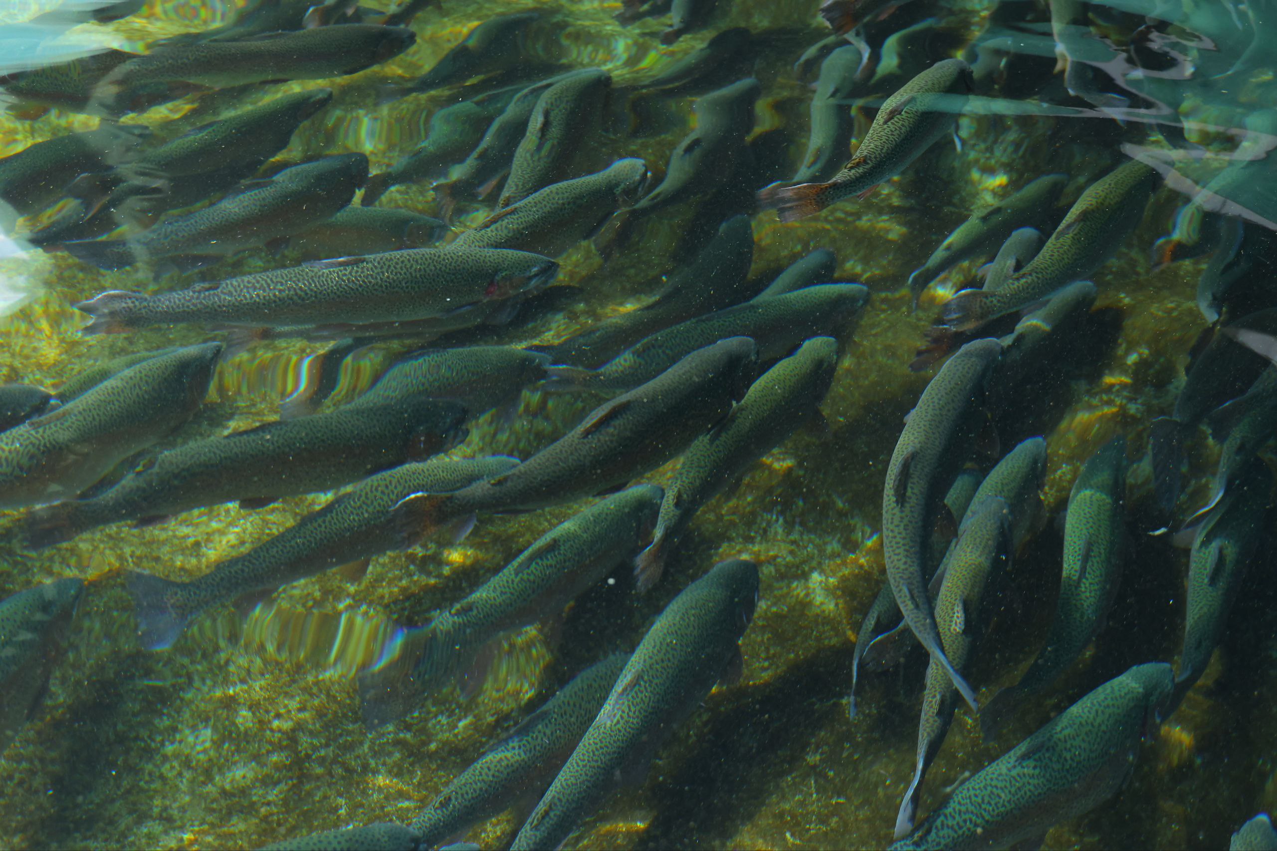 Балиқчилик -  Наманган иқтисодиётининг янги драйвери