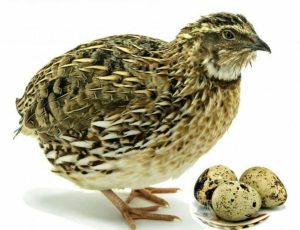 Наманганда бир хонадонда ҳар куни 1200–1300 та бедана тухуми йиғилмоқда