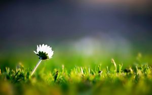 Андиша – энг гўзал фазилат