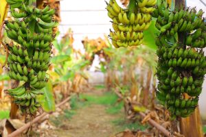 Наманганда банан ва папайя етиштирилмоқда