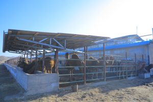 Янги Наманган туманида етиштирилаётган шифобахш туя сути Республика бўйлаб етказиб берилмоқда