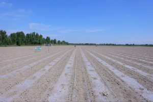 Наманганда зира етиштириш тажрибадан ўтказилмоқда